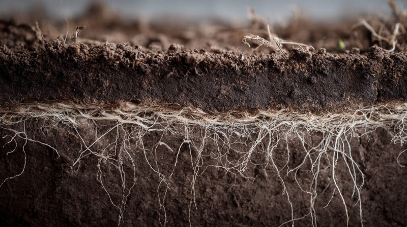 Cross section of soil showing roots and fine white fungal mycelium threads that help decompose organic matter and feed plants
