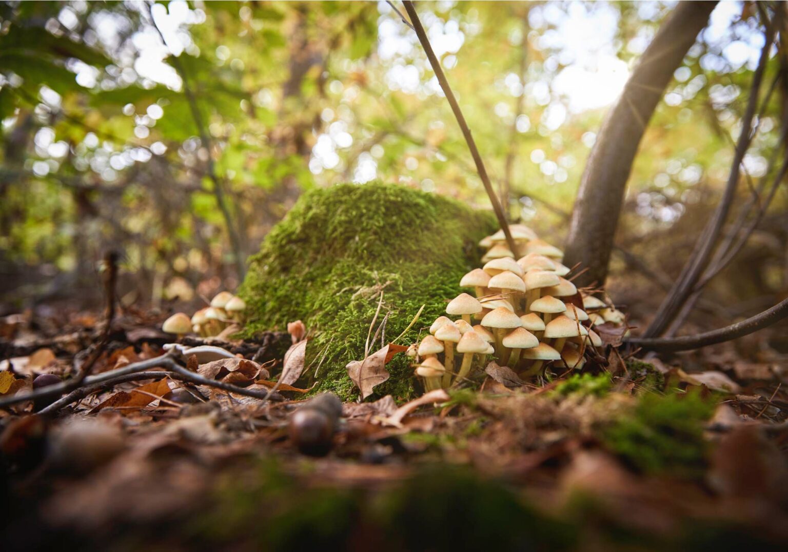 The Circle of Life: How Mushrooms Contribute to a Balanced Food Chain