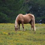 Buckskin Horses