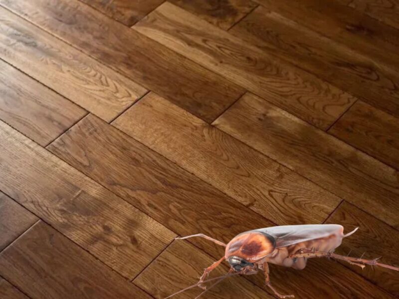roach on floor