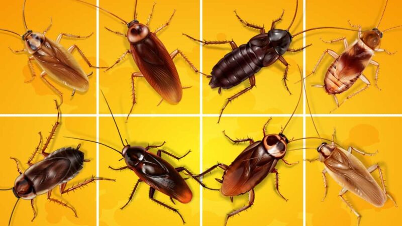 types of roaches