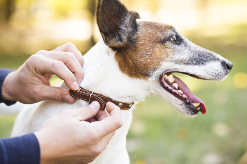 eco-friendly materials for dog collar