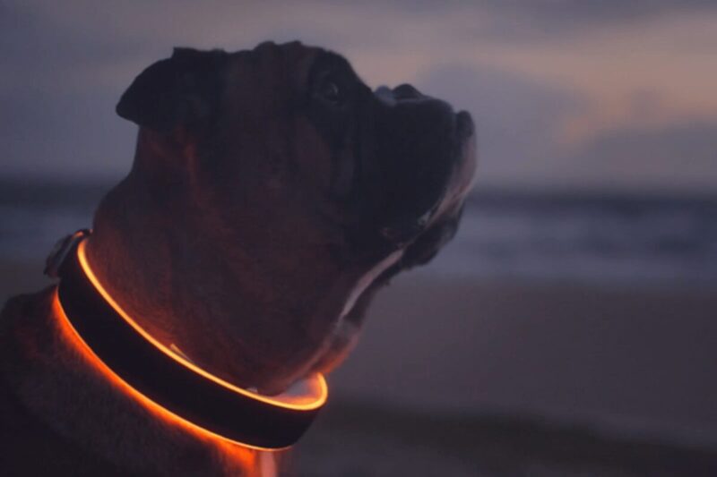 smart dog collar