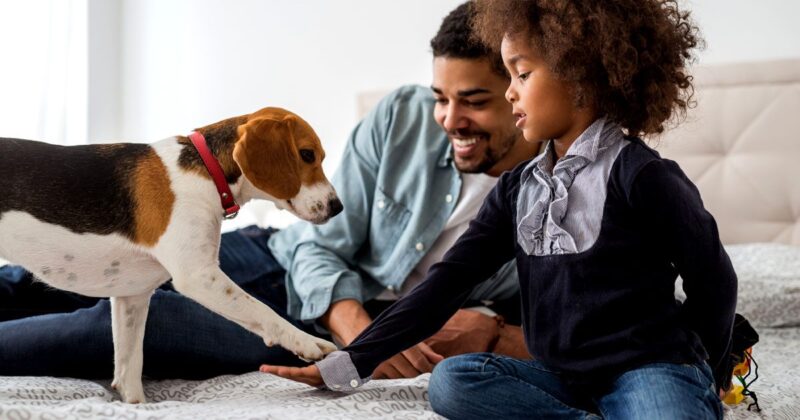 Adopted or Rescue Dogs
