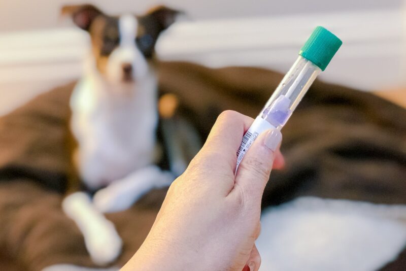 DNA tests for pets