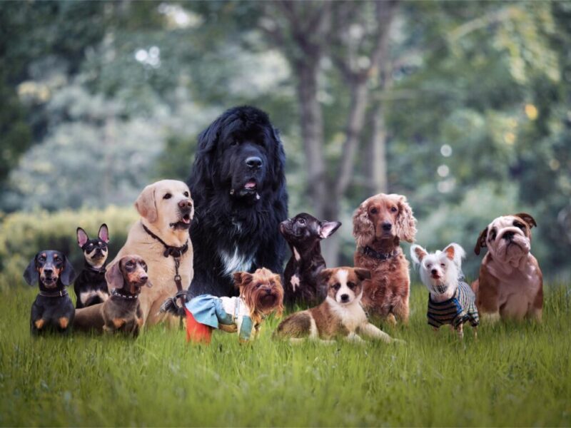 Impact of Genetics on Canine Health