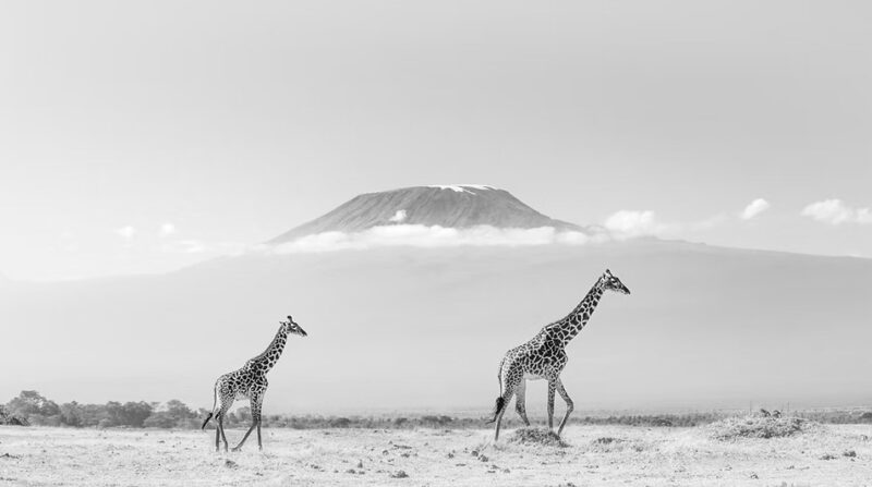 Award-Winning Photographer Johan Siggesson