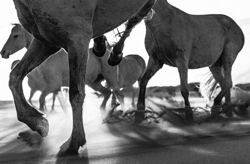 Explore Wildlife Through the Lens of Photographer Johan Siggesson