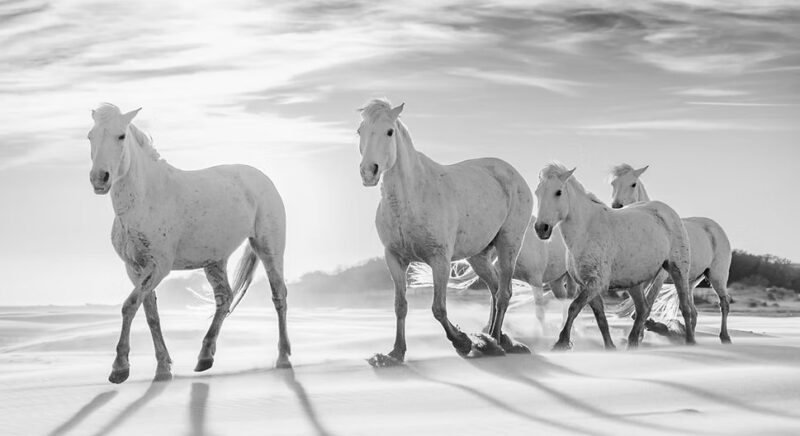 Johan Siggesson fine art photography