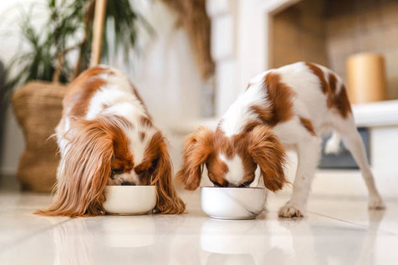 Two Cavalier King Charles Spaniel Eating
