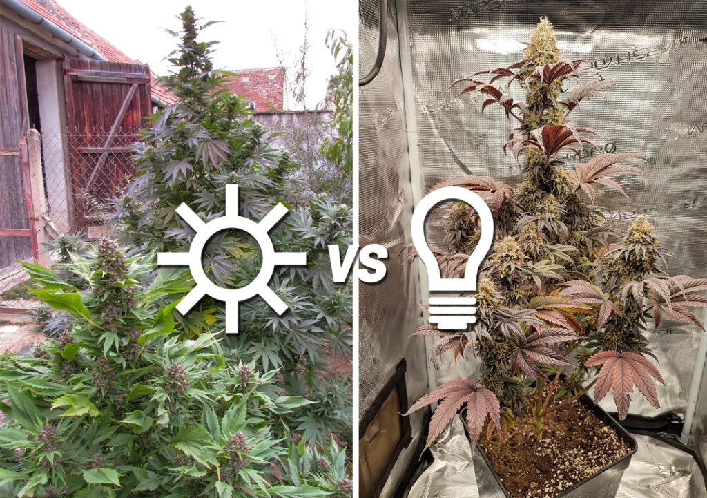 Indoor Vs Outdoor Cannabis Growing