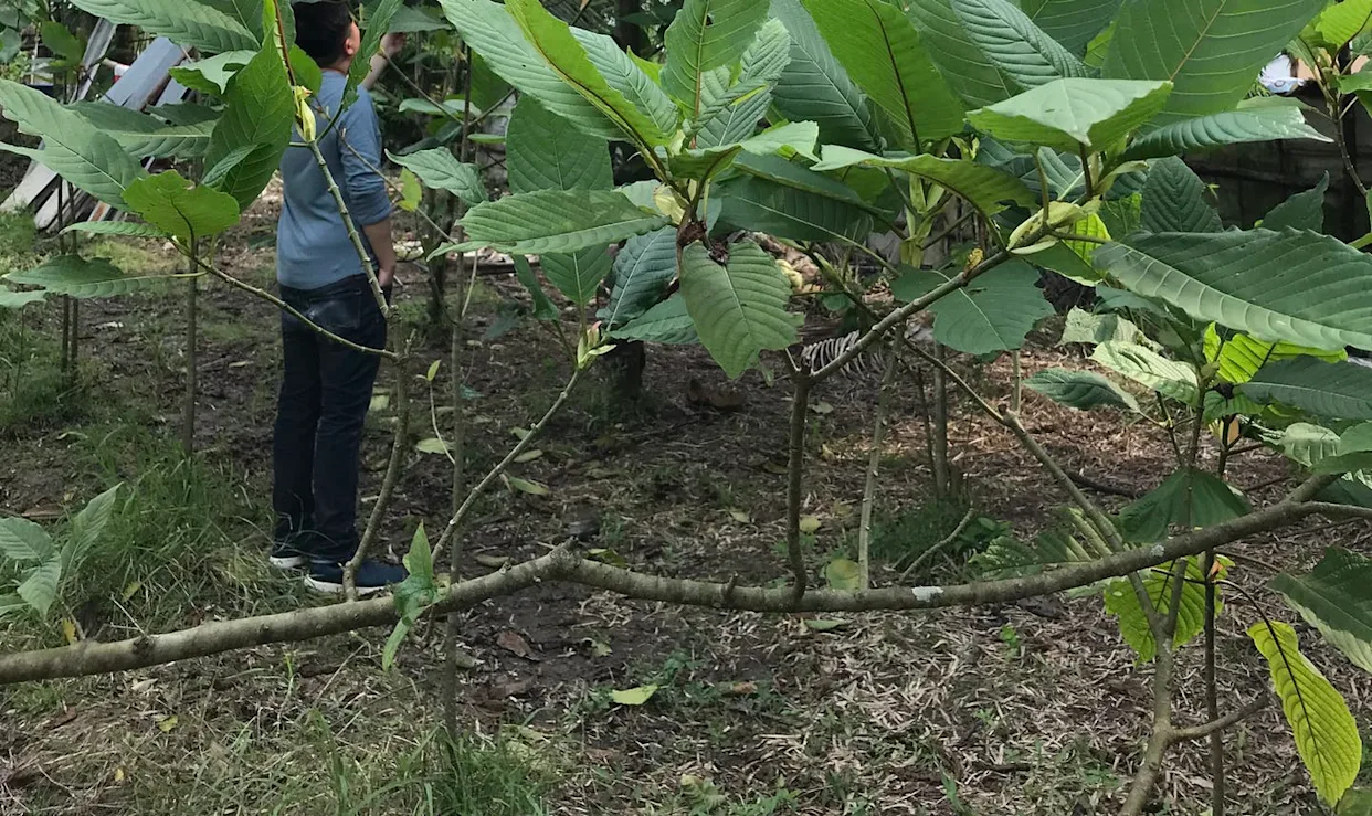 Kratom plant