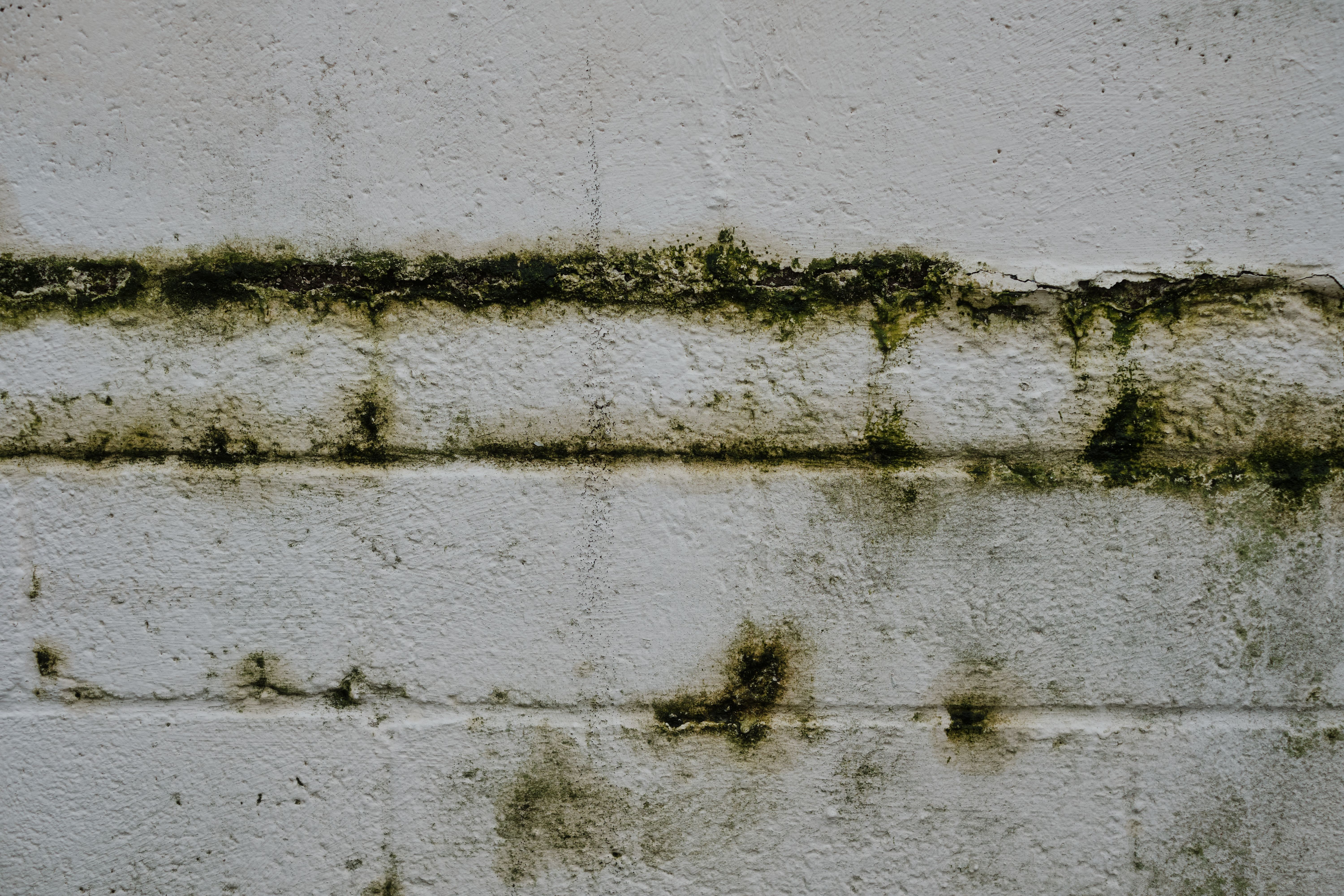 Aged mossy brick exterior wall showing moisture and mildew buildup