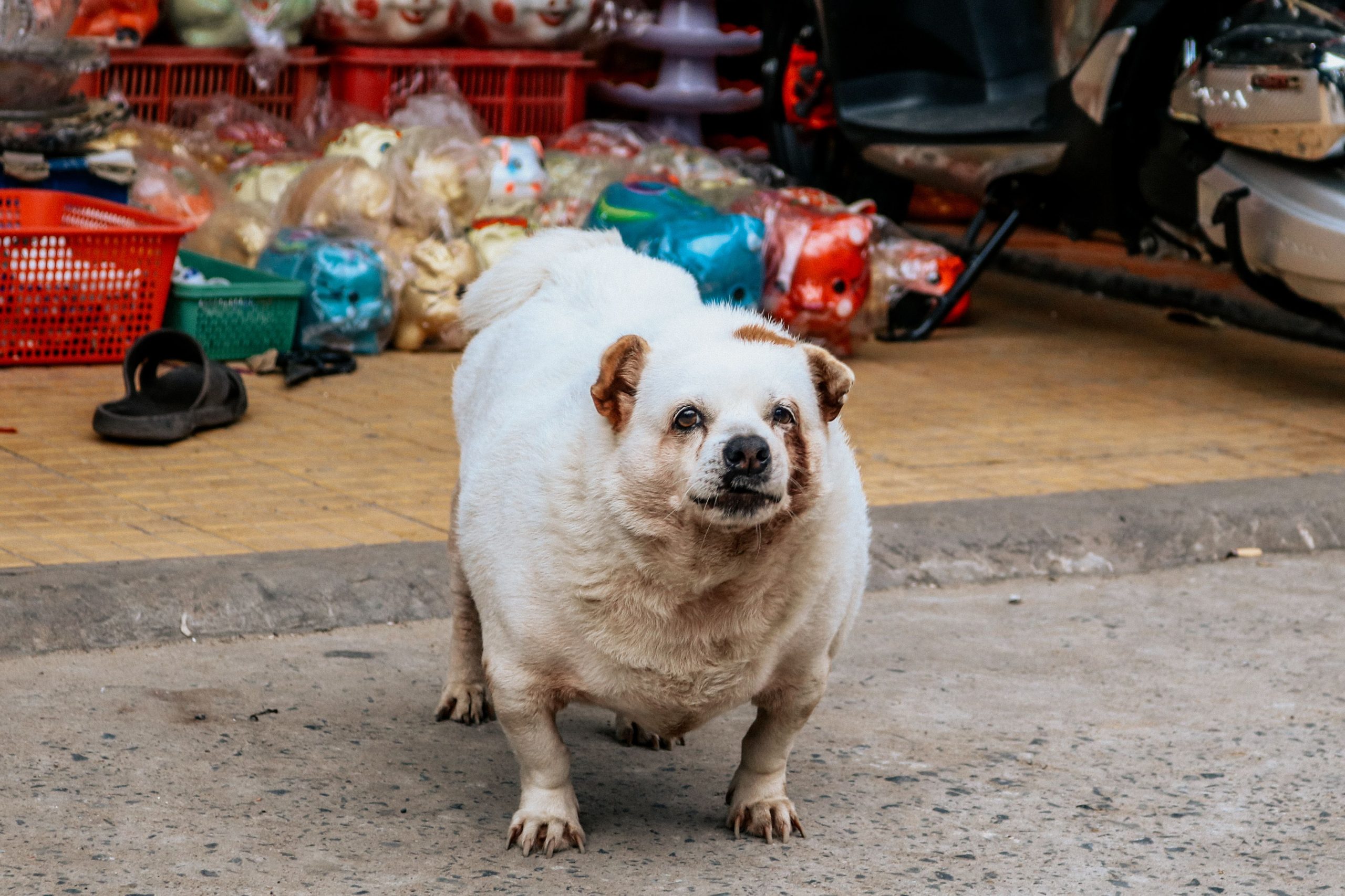 Chubby dog standing outdoors in a lively market, illustrating an overweight dog