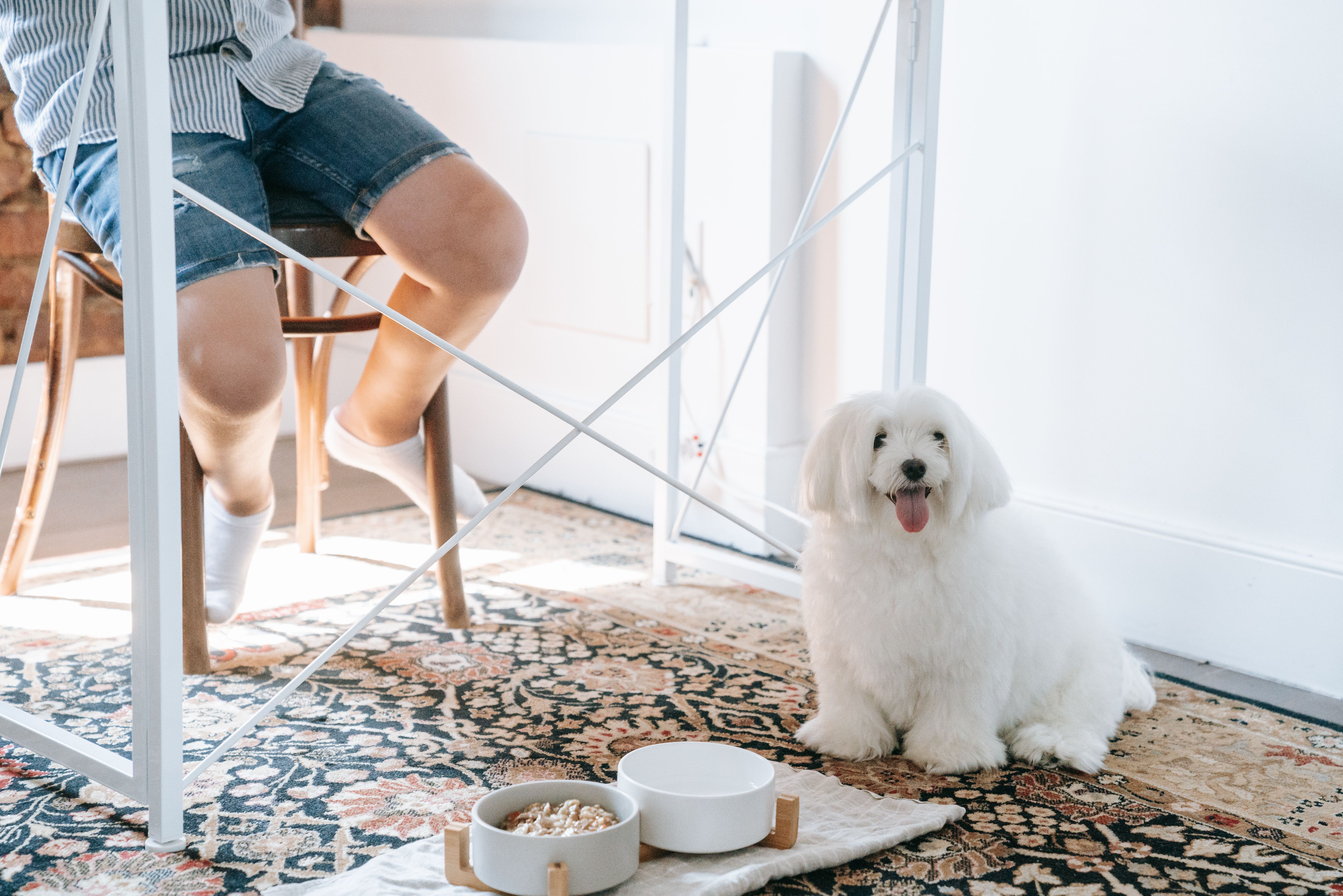 Fluffy white dog sitting indoors beside its food bowls