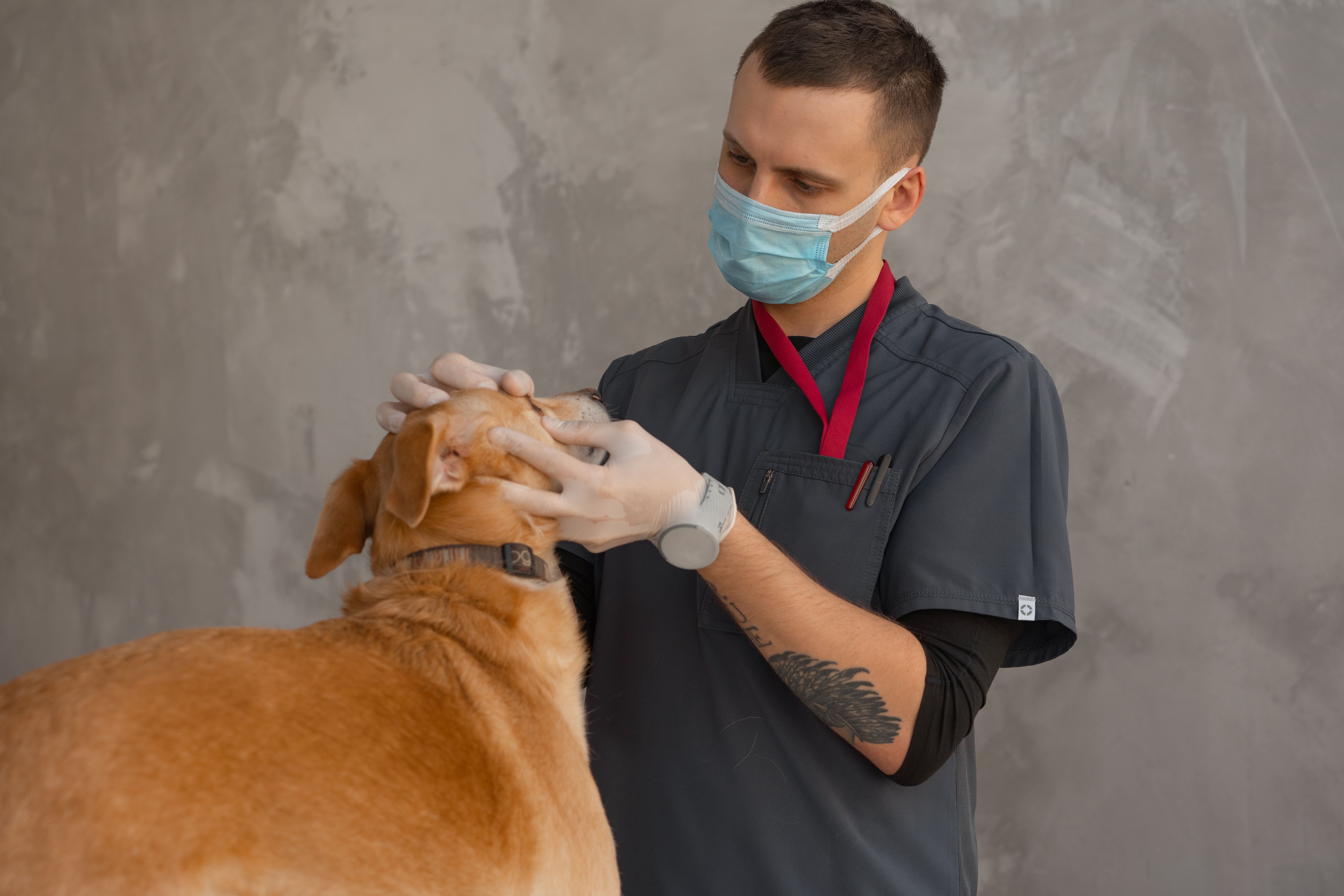Veterinarian in a mask examining a dog during an indoor checkup to assess body condition